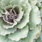 Explore tips for successful fruit & vegetable gardening in your backyard oasis