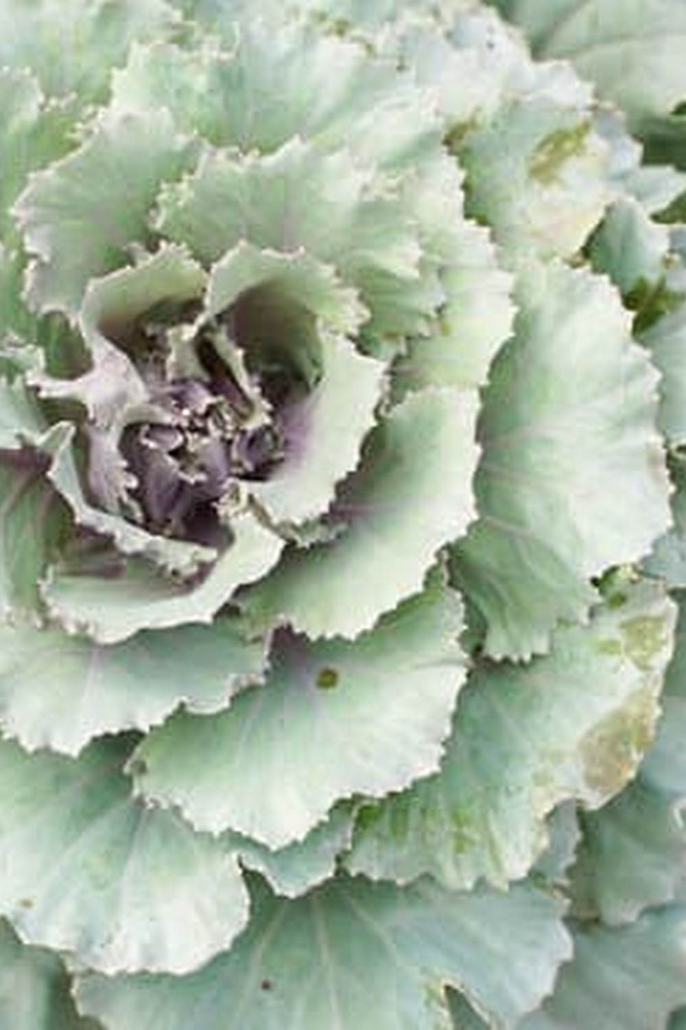 Explore tips for successful fruit & vegetable gardening in your backyard oasis