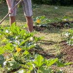 Organic seeds for container vegetable gardening, ideal for small spaces and urban areas