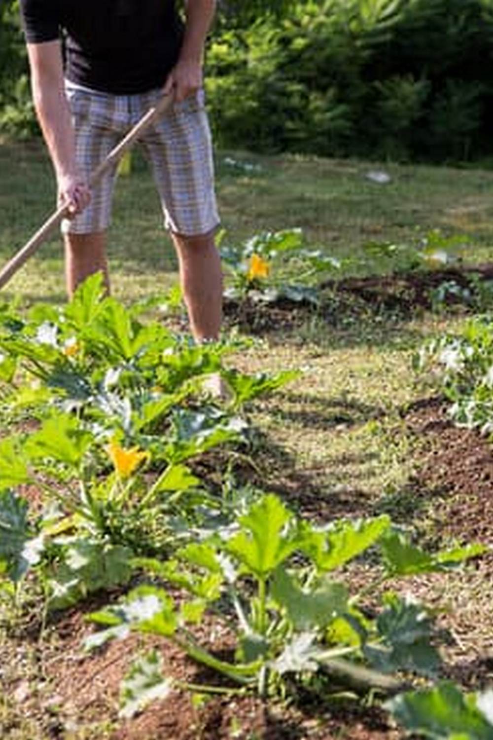 Organic seeds for container vegetable gardening, ideal for small spaces and urban areas