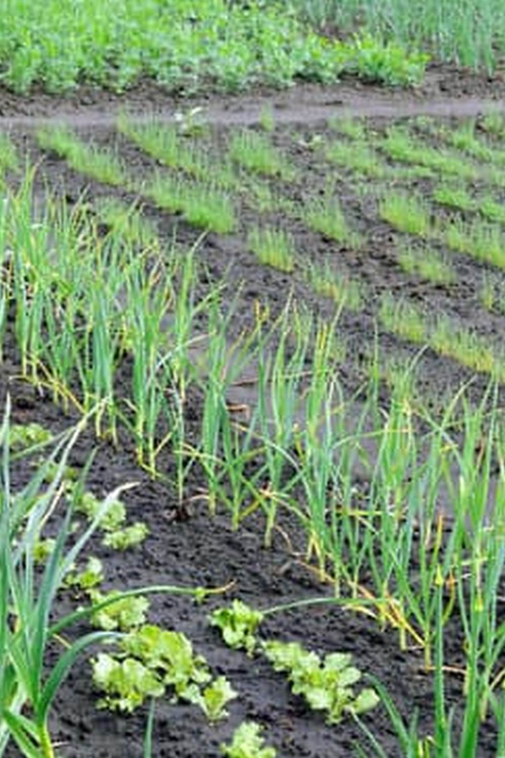 Mulching, hand weeding, and proper spacing of plants