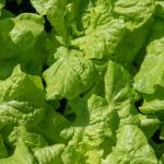 Best vegetables like tomatoes, peppers, and herbs for urban gardens