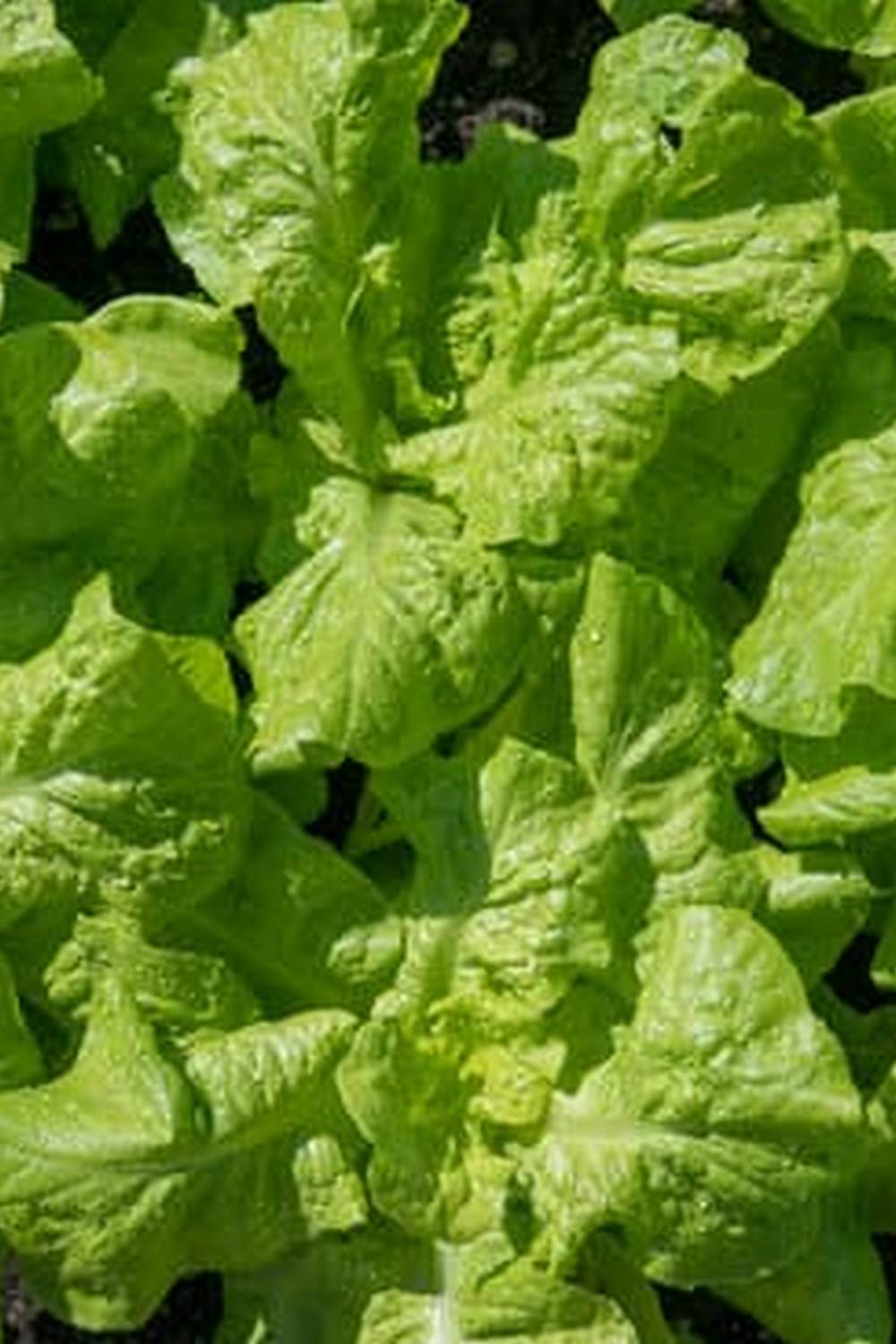 Best vegetables like tomatoes, peppers, and herbs for urban gardens